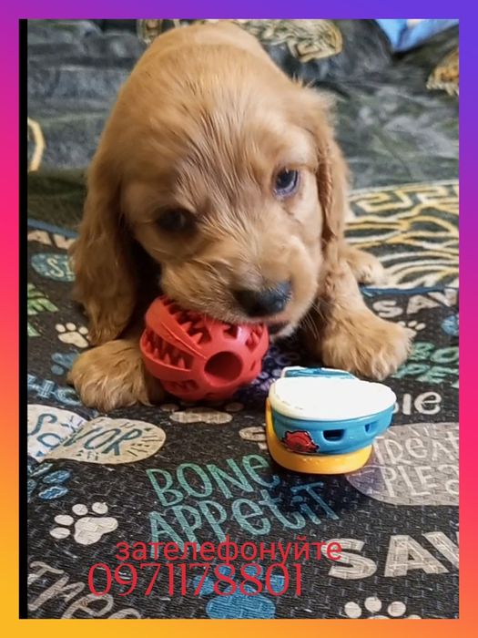 Англійський кокер-спанієль хлопчик, Нобівак ЧГППІ вакцинації