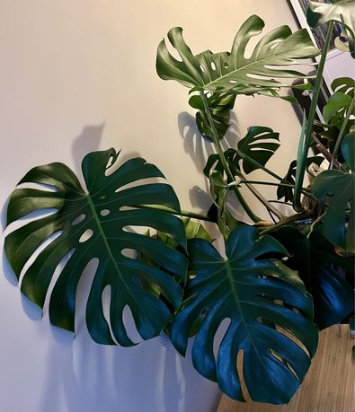 Monstera dziurawa deliciosa kwiat duża