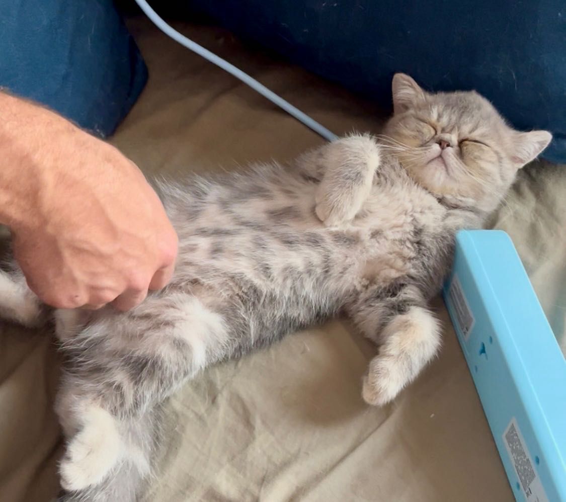 Kocurek rasy kot egzotyczny - Garfield