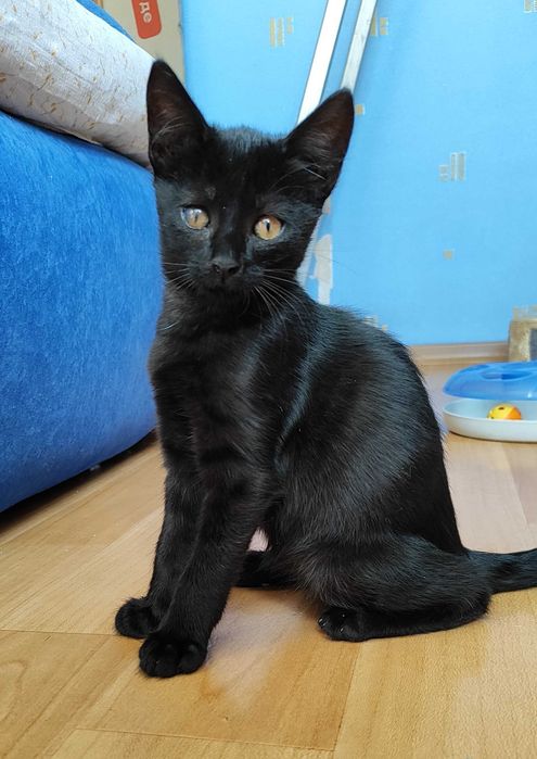 Кошеня шукає родину