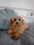 Maltipoo piesek szczeniak