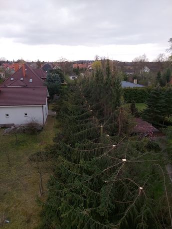 Wycinka drzew Wrocław i okolice