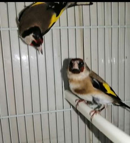 Vendo bons pássaros