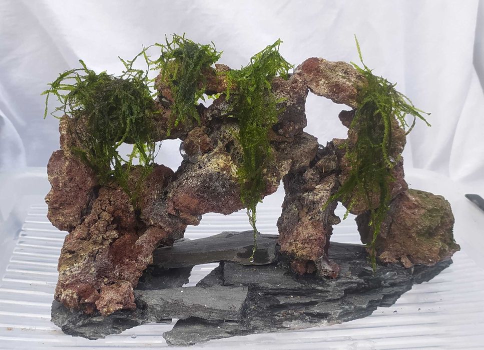 Skałka wulkaniczna z mchem