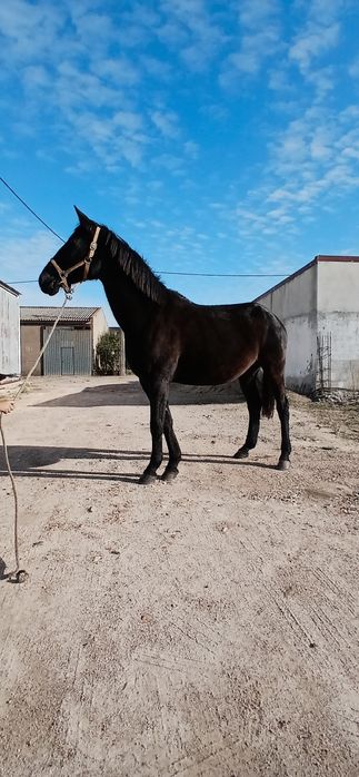 Vendo ou troco egua preta com documentos