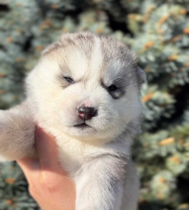 Szczenie piesek Siberian Husky,  samiec  odbiór grudzień  ZKwP/FCI