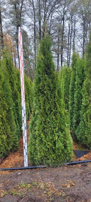 ТУЇ СМАРАГД (Smaragd) 1,8–2,2 м !Акційна ціна!