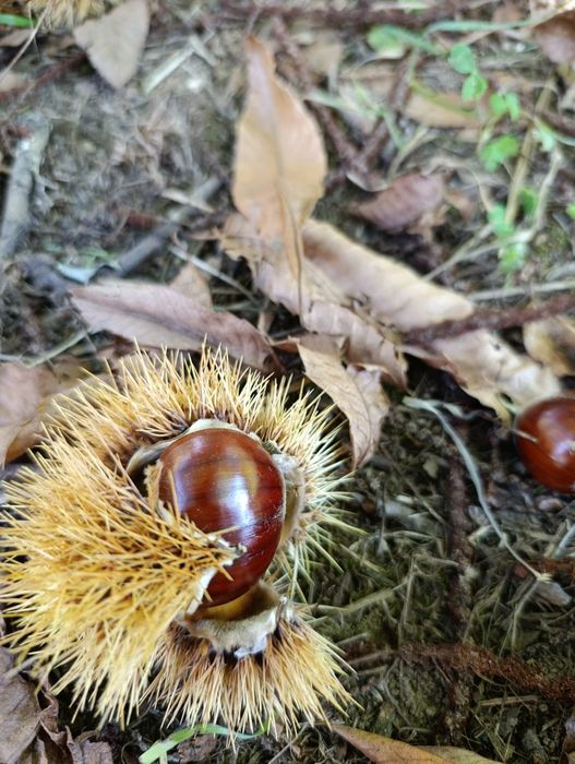 Castanhas sem químicos