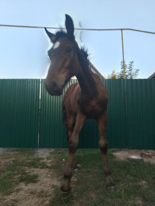 Продам молодого жеребчика