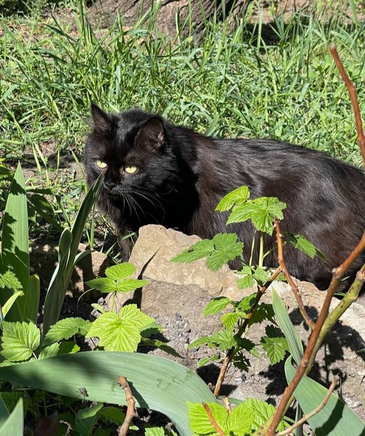 Чёрная пушистая стерилизованная кошка (1 год) ищет дом! в хорошие руки
