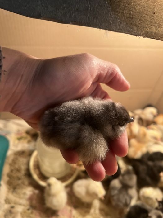 Курчата добові китайська шовкова,амераукана