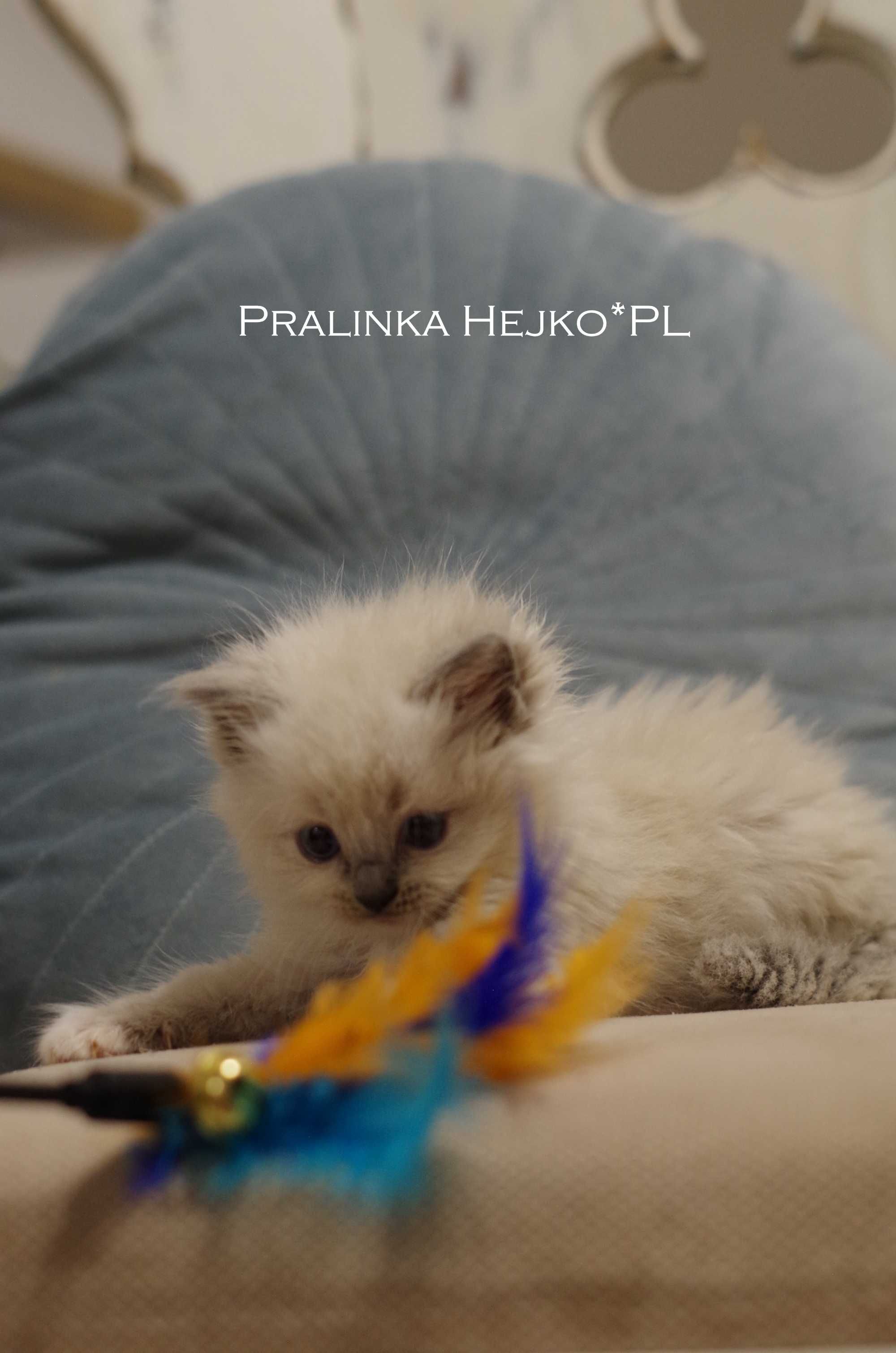 Kocięta Ragdoll FPL przytulanki z  profesjonalnej hodowli FIFe