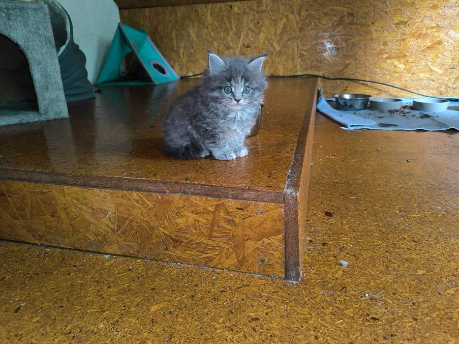 Prześliczna koteczka Maine Coon
