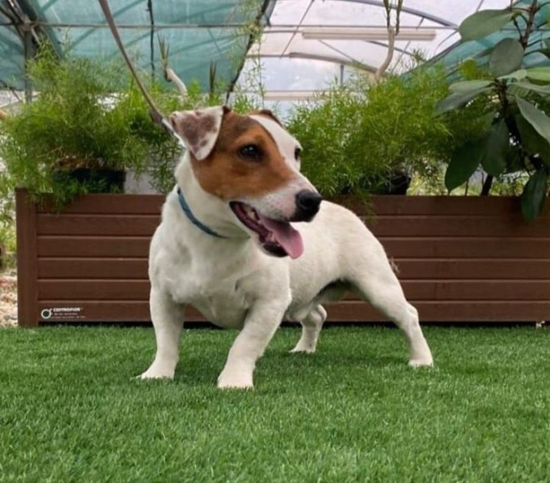 Jack Russell Terrier