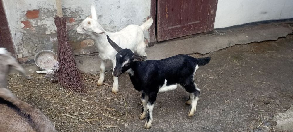 Продам Англо нубійських і Зааненських козенят