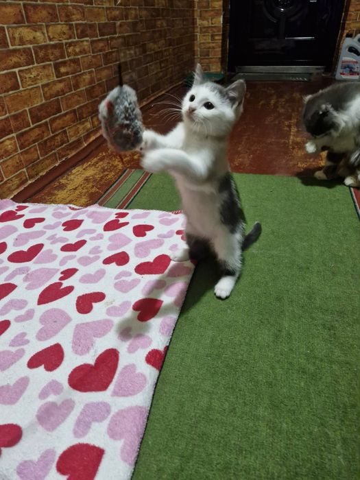 Котенок и мама кошка стерилизованная