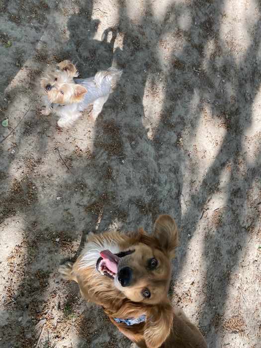 Petsitter, opiekun psów Trójmiasto