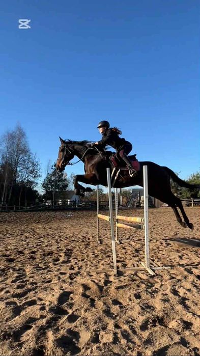 Sardynka - wszechstronny koń do ambitnej rekreacji i małego sportu