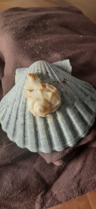 Conchas, búzios,  vieiras... artezanato artigos do mar