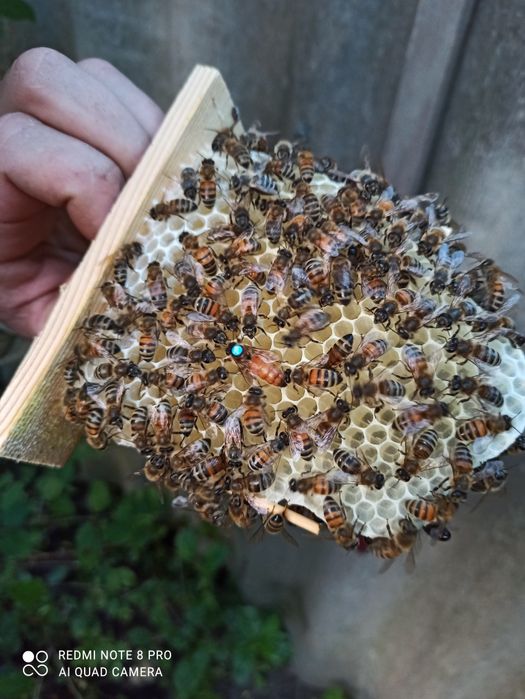 1+1=3 матки Бакфаст ШЗ не перевірені