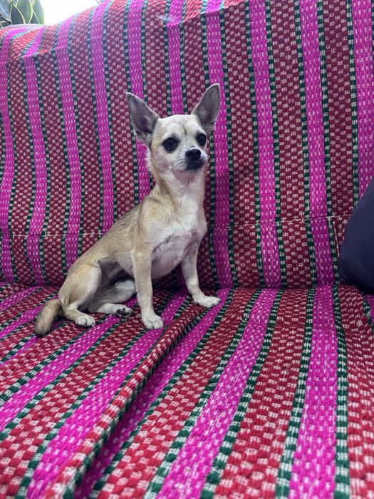 Nina - 5 anos, Chihuahua