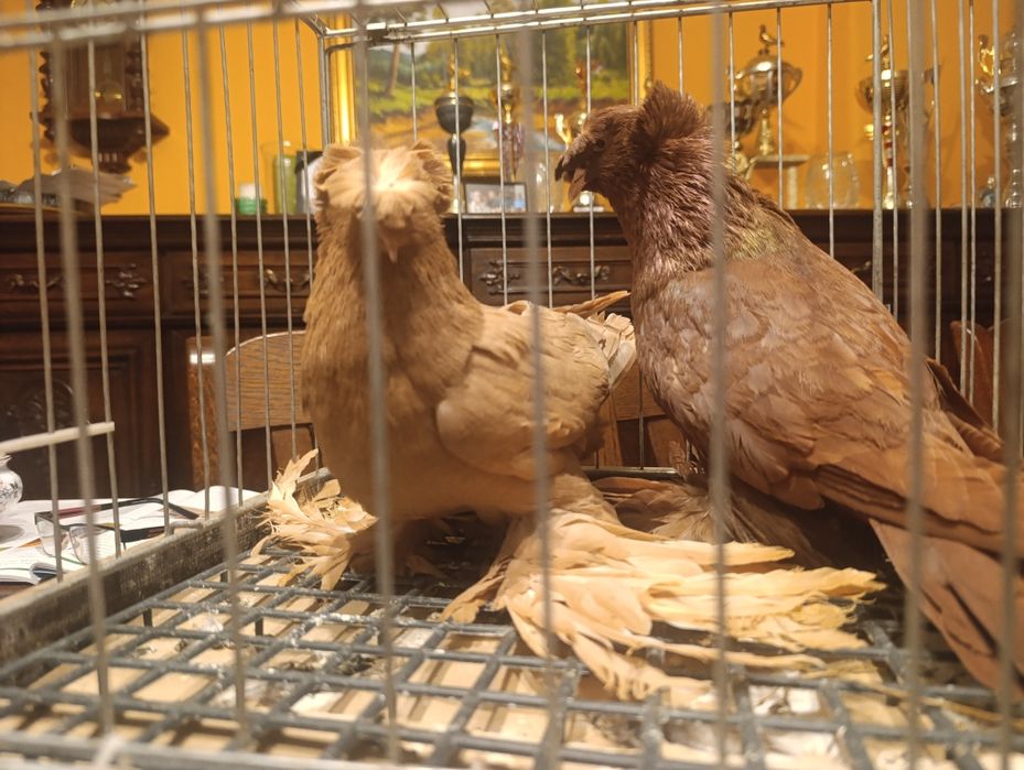 Turkot, turkoty, gołębie ozdobne