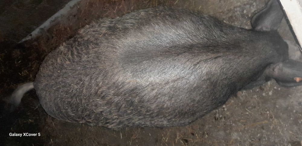 świniodziki sprzedam knura