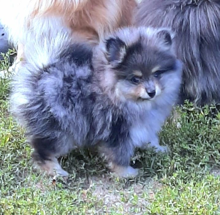 szpic miniaturowy pomeranian samiec