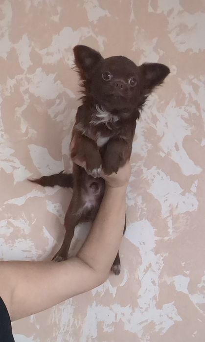 Гарнесенький хлопчик чихуахуа дш