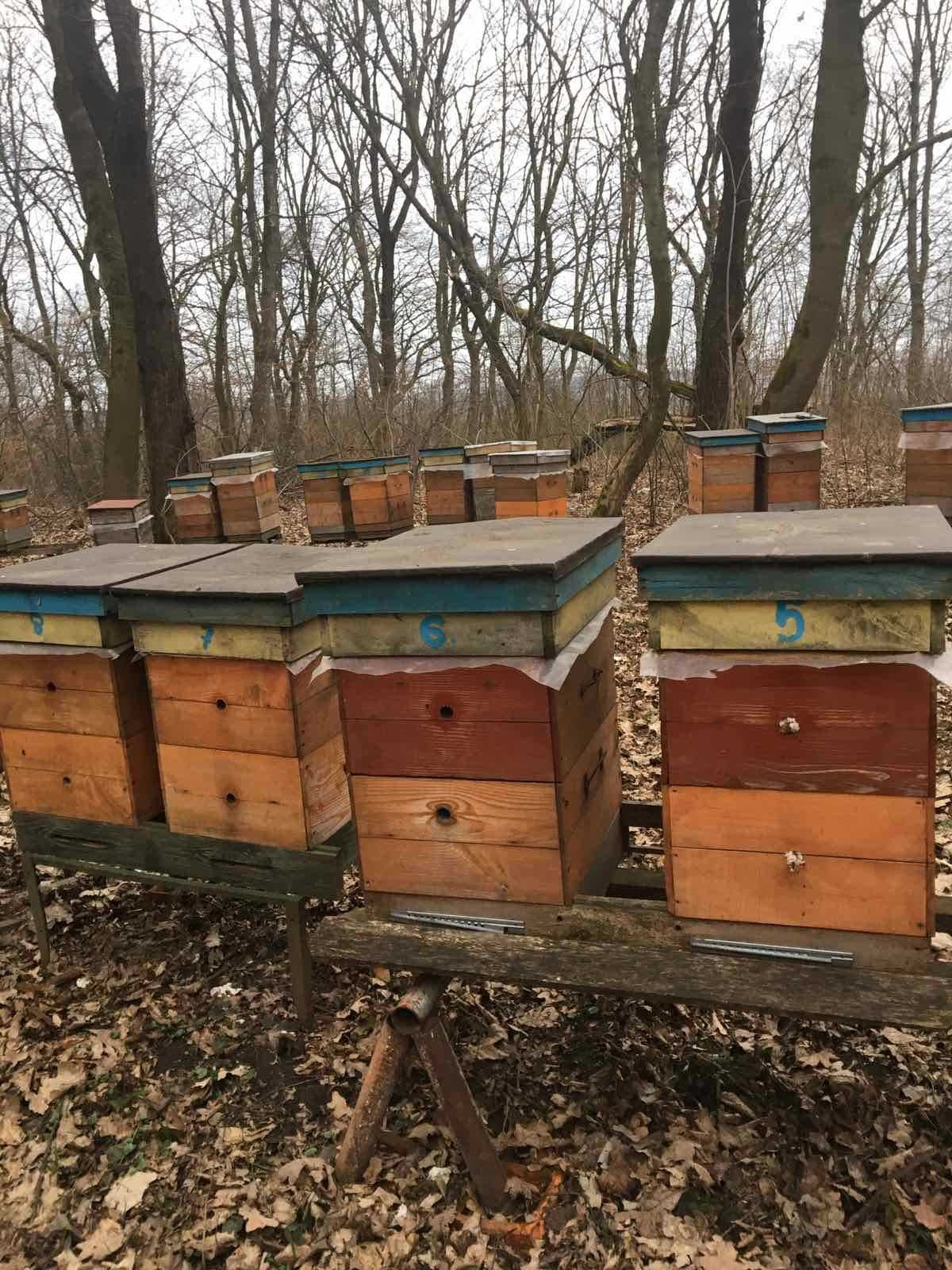 Продам бджоли разом з вулики
