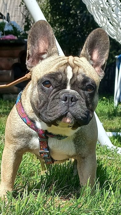 Французький бульдог