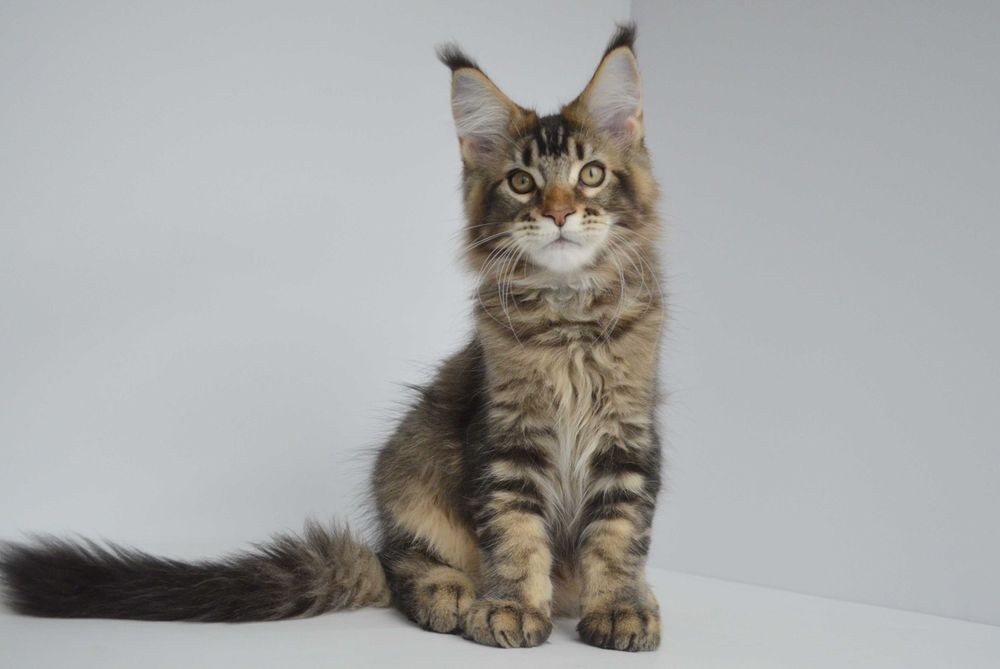 Мейн кун . Мальчик Нильс 3 мес.