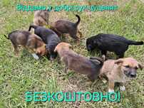 Віддамо БЕЗКОШТОВНО у добрі руки  цуценят.