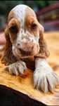 Cocker Spaniel Angielski - Urocza suczka Orange Roan