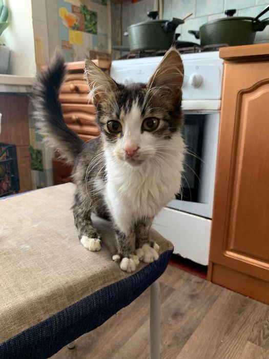 Котик в хороші руки