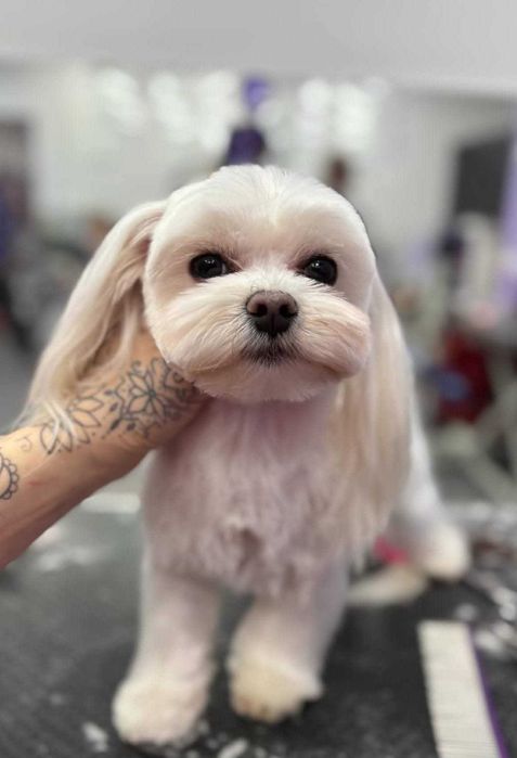 Kurs groomerski/ kurs strzyżenia i pielęgnacji psów/Częstochowa