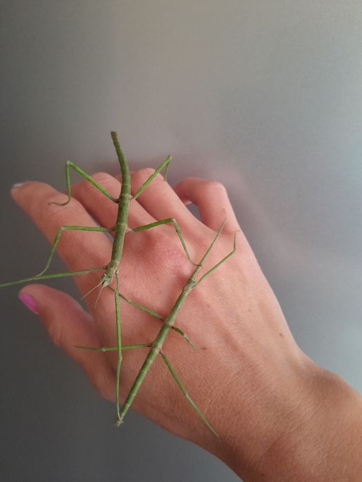 Анамський палочник