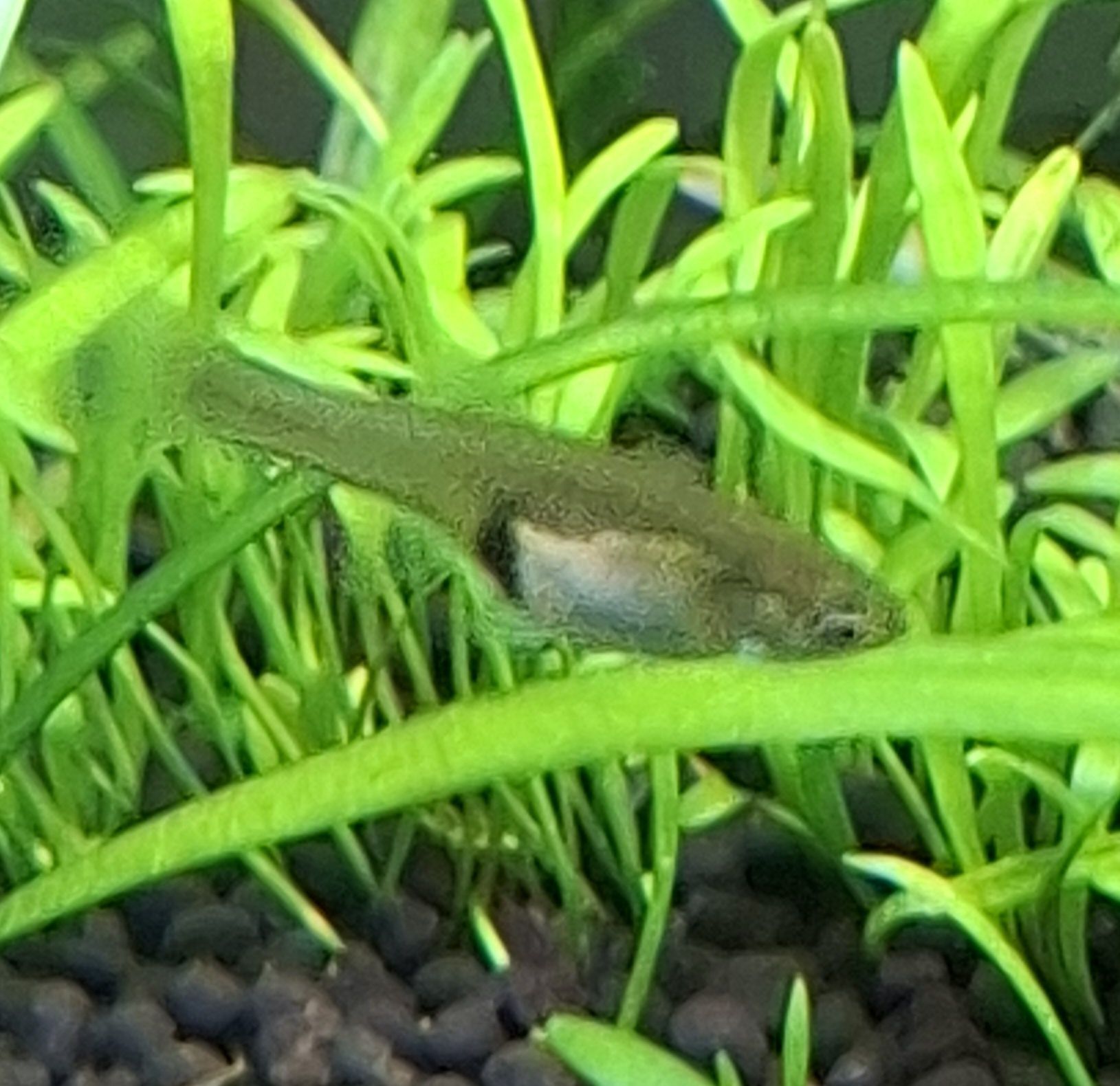 Guppy Endler fêmeas