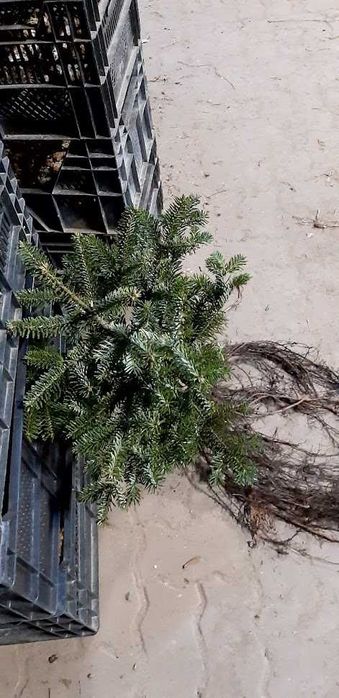 Jodła kaukaska 30 cm 50 cm Wysyłka.