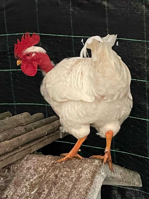 galos de raças autóctones portuguesas, 8 meses