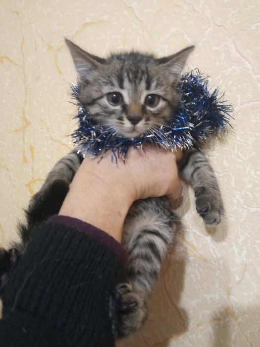 В добрые руки отдам домашних красивых котят