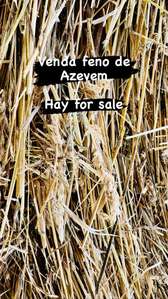 Vendo feno de azevem hay for sale alta qualidade