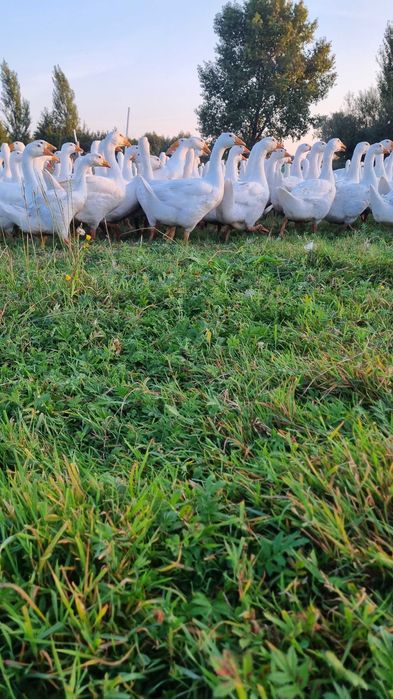 Gęsina tuszki z gospodarstwa