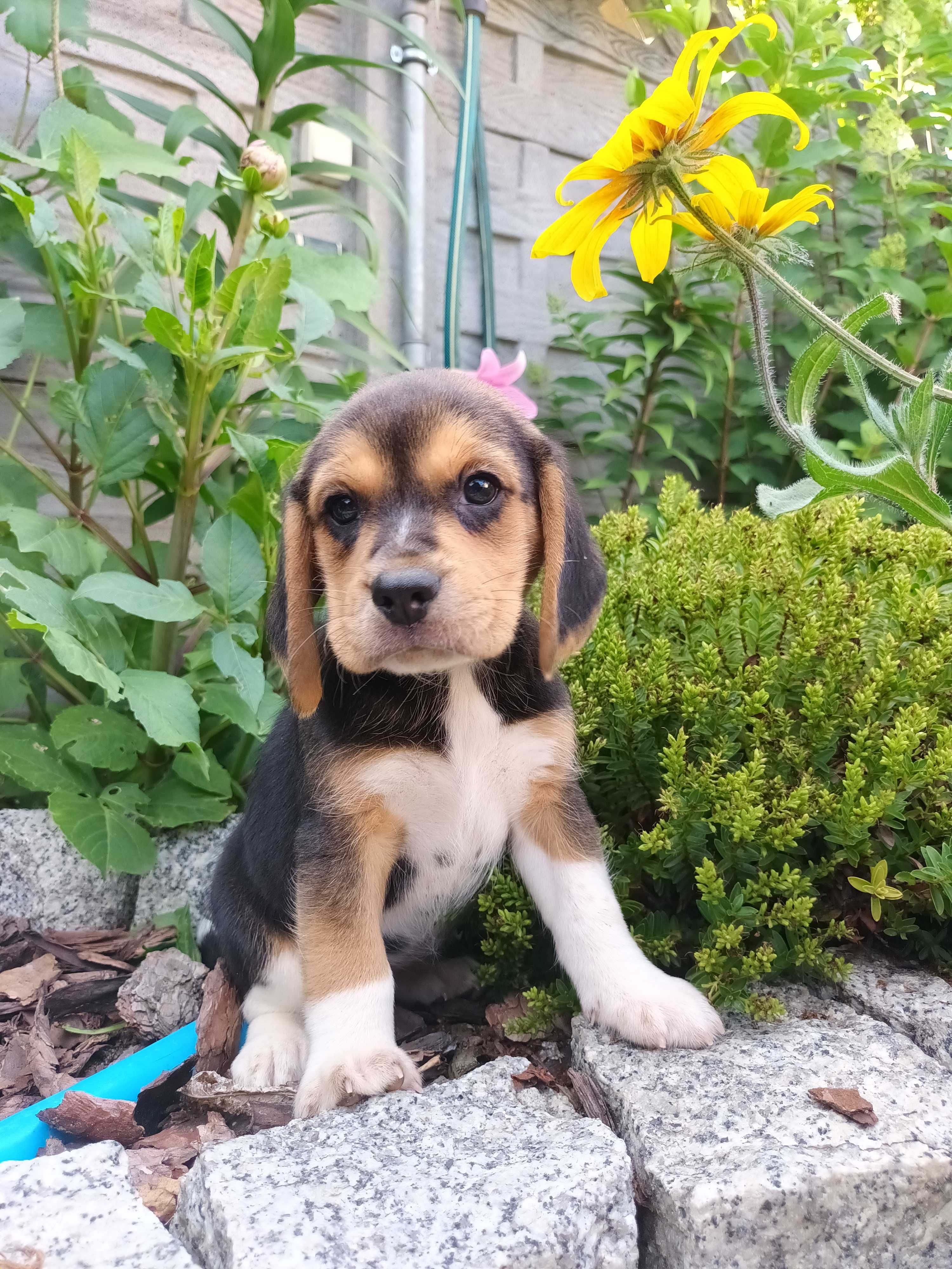 Beagel suczka gotowa do odbioru