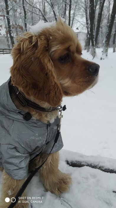 Американский кокер спаниель вязка