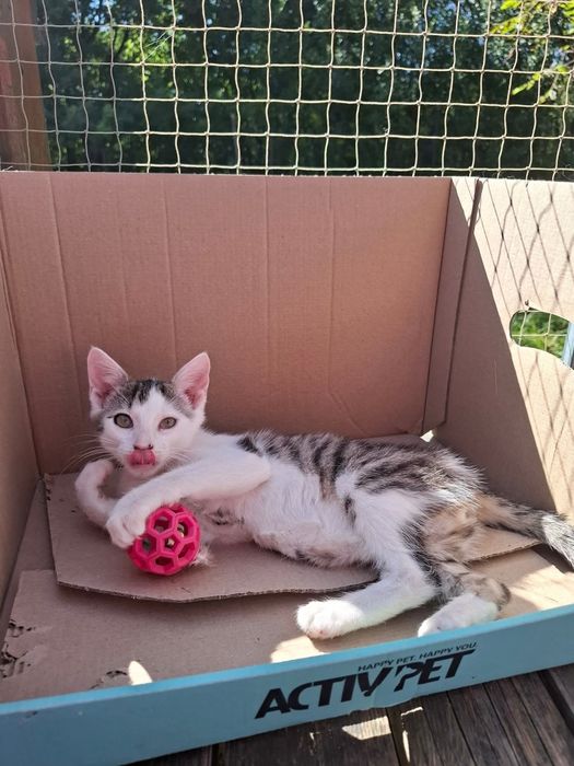 Do adopcji małe koty