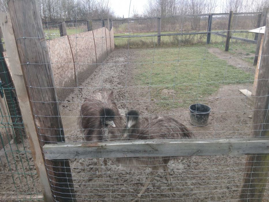 Strusie EMU sprzedam