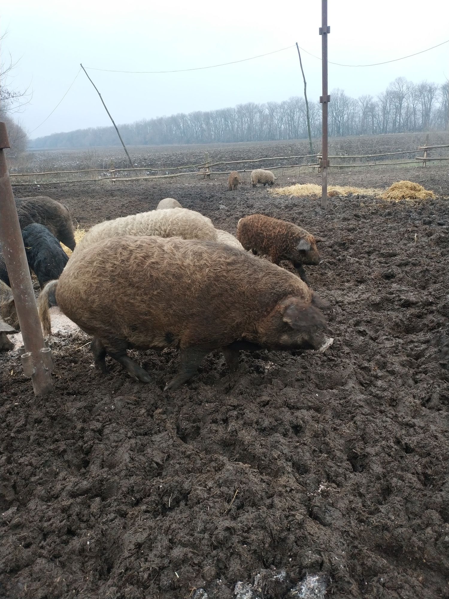 Продам поросят породи венгерська пухова (мангалиця)