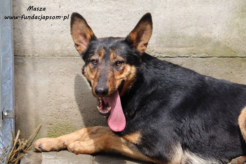 Masza - owczarkowata suczka