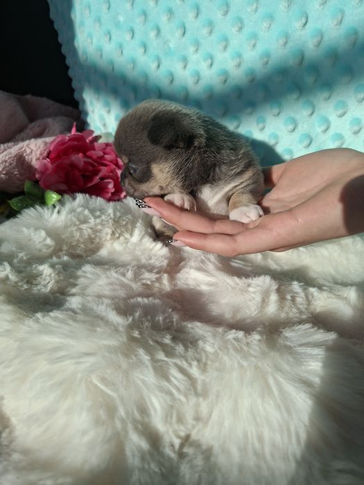 Chihuahua krótkowłosy blue tan Lucek